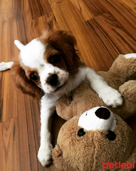 King Charles Spaniel, Köpek  dosti fotoğrafı