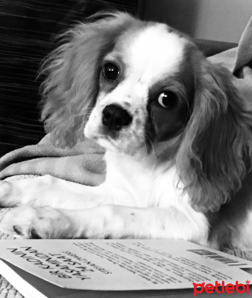 King Charles Spaniel, Köpek  dosti fotoğrafı