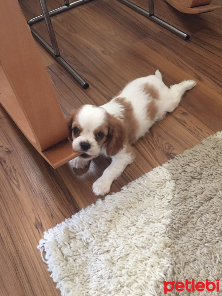 King Charles Spaniel, Köpek  dosti fotoğrafı