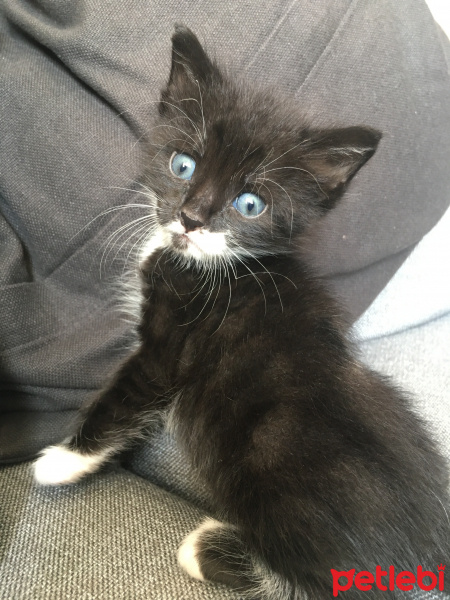 Tuxedo (Smokin) Kedi, Kedi  Müdüy fotoğrafı