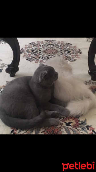 Scottish Fold, Kedi  Chivas fotoğrafı