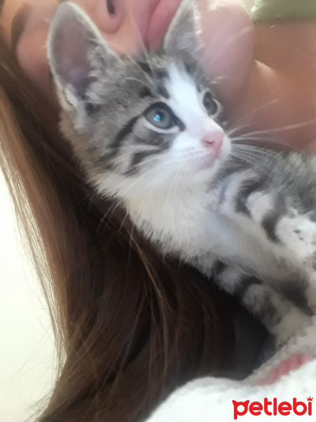 Tekir Kedi, Kedi  bediş fotoğrafı