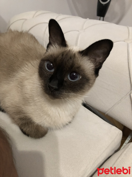Siyam Kedisi, Kedi  Mia fotoğrafı