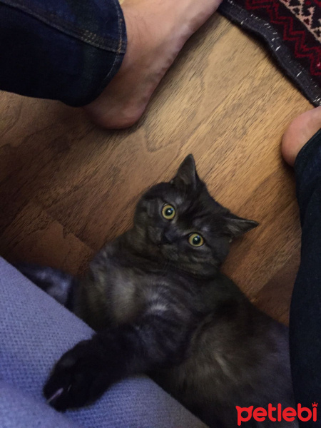 Soke, Kedi  RAKI fotoğrafı