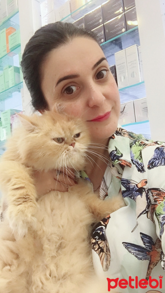İran Kedisi (Persian), Kedi  FISTIK fotoğrafı