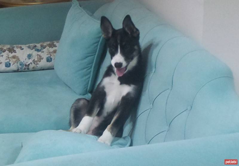 Sibirya Kurdu (Husky), Köpek  Zeyna fotoğrafı