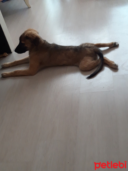 Yorkshire Terrier, Köpek  Tontiş fotoğrafı