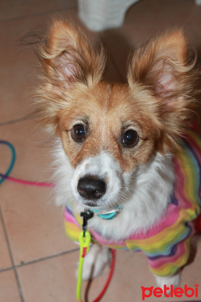 Jack Russell Terrier, Köpek  Lacy fotoğrafı