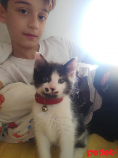 Tuxedo (Smokin) Kedi, Kedi  Çitos fotoğrafı