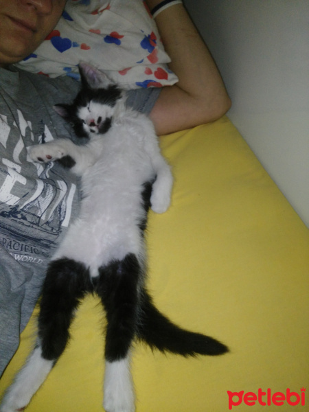 Tuxedo (Smokin) Kedi, Kedi  Çitos fotoğrafı