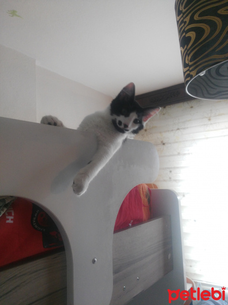 Tuxedo (Smokin) Kedi, Kedi  Çitos fotoğrafı