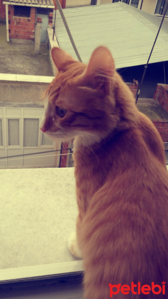 Sarman, Kedi  Tarçın fotoğrafı
