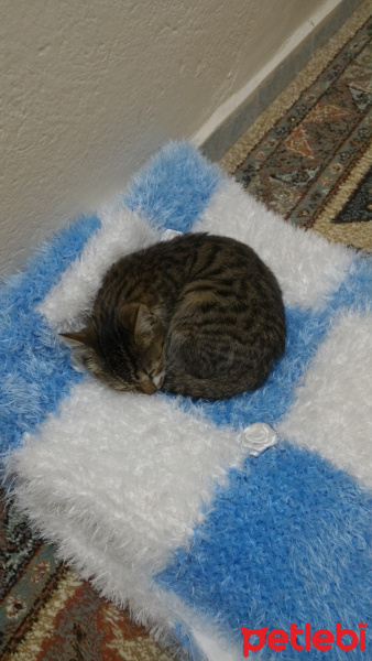 Tekir Kedi, Kedi  Badem fotoğrafı