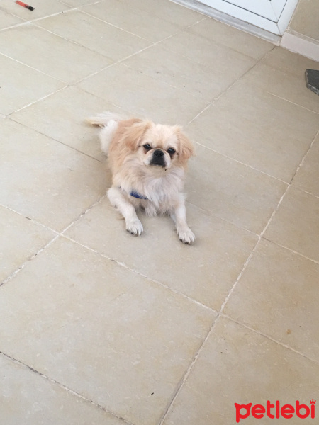 Pekingese, Köpek  Star fotoğrafı