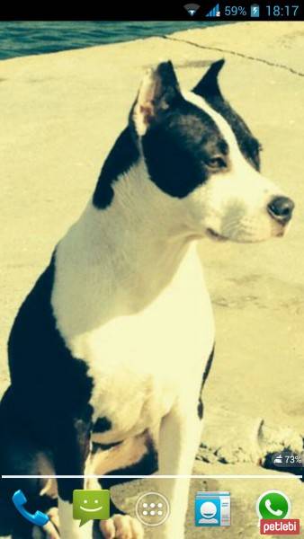 Amerikan Pitbull Terrier, Köpek  Bafi fotoğrafı