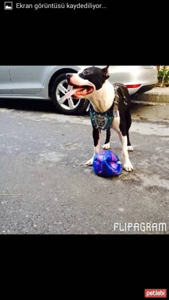 Amerikan Pitbull Terrier, Köpek  Bafi fotoğrafı