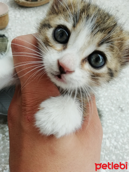 Tekir Kedi, Kedi  Muezza fotoğrafı