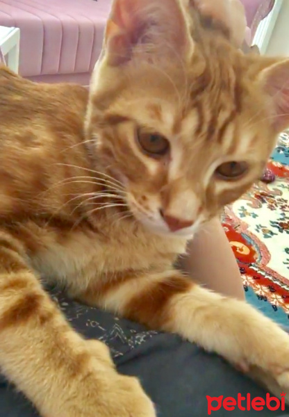 Tekir Kedi, Kedi  münir bey fotoğrafı