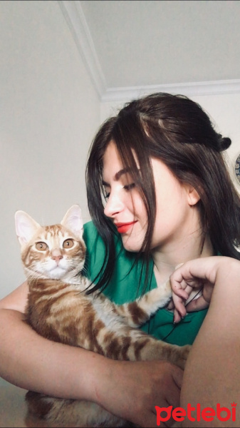 Tekir Kedi, Kedi  münir bey fotoğrafı