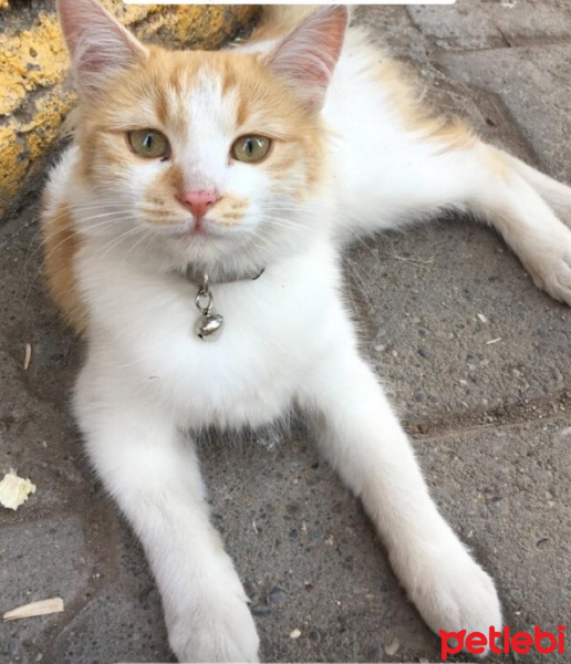 Tekir Kedi, Kedi  Portakal fotoğrafı