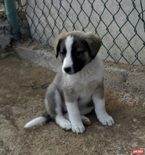 Alman Çoban Köpeği, Köpek  Şirin fotoğrafı