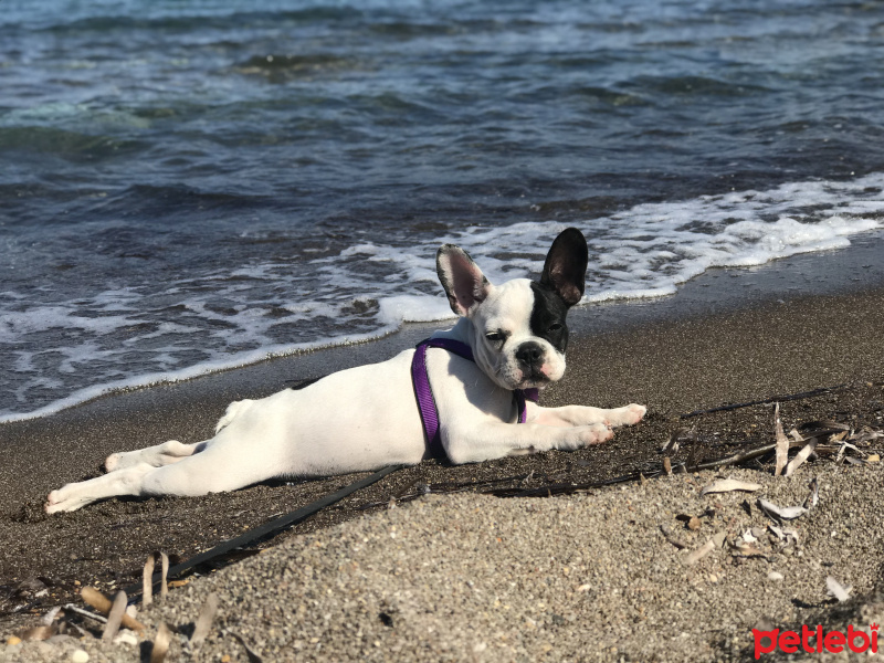 Fransız Bulldog, Köpek  Hera fotoğrafı