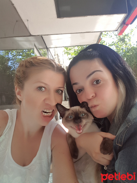 Siyam Kedisi, Kedi  Tesla fotoğrafı