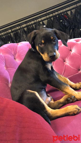Rottweiler, Köpek  pablo fotoğrafı