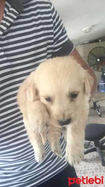 Golden Retriever, Köpek  Ares fotoğrafı