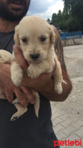 Golden Retriever, Köpek  Ares fotoğrafı