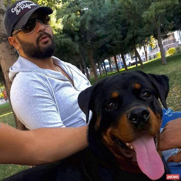 Rottweiler, Köpek  Lucas fotoğrafı