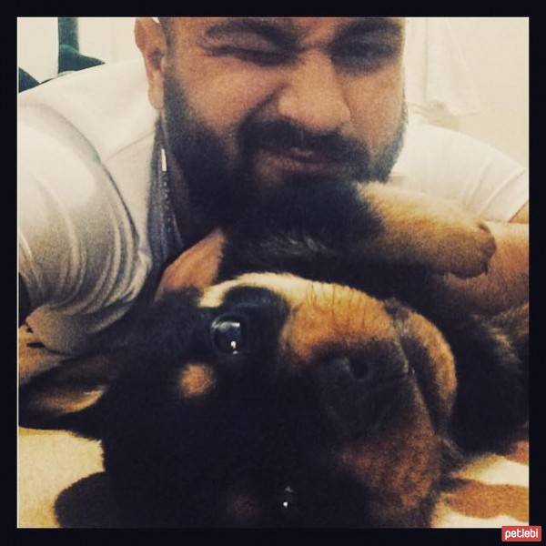 Rottweiler, Köpek  Lucas fotoğrafı