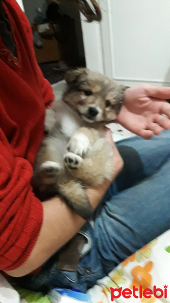Pappilon, Köpek  Luna fotoğrafı