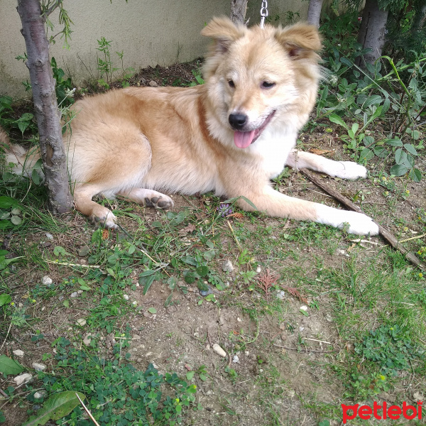 Pappilon, Köpek  Luna fotoğrafı