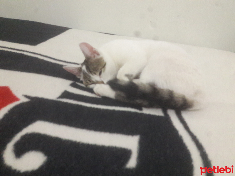 Tekir Kedi, Kedi  Pamuk fotoğrafı
