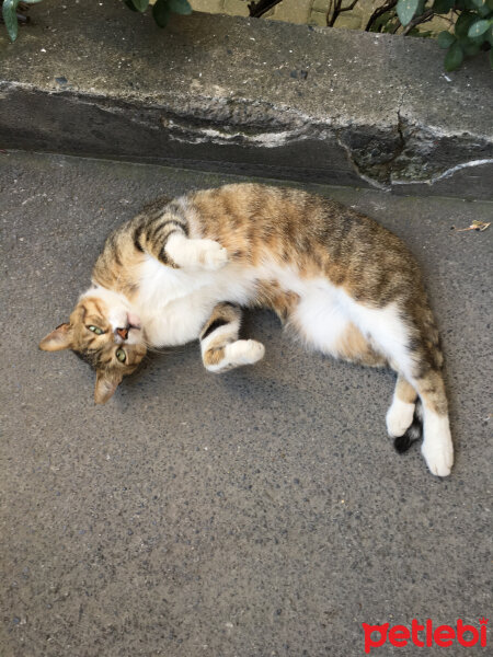 Soke, Kedi  hurşit fotoğrafı