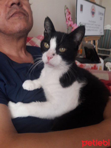 Tekir Kedi, Kedi  Con con fotoğrafı