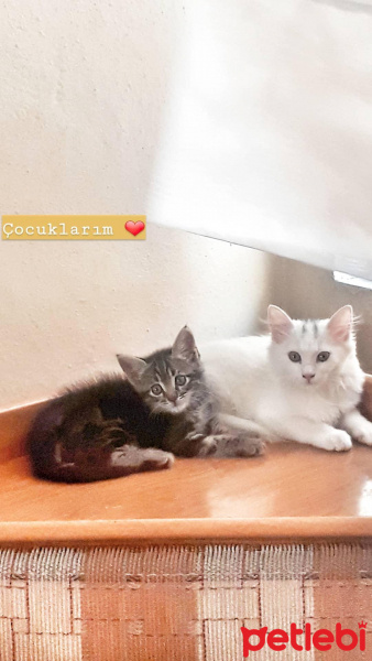 American Shorthair, Kedi  Betty ve büdü fotoğrafı