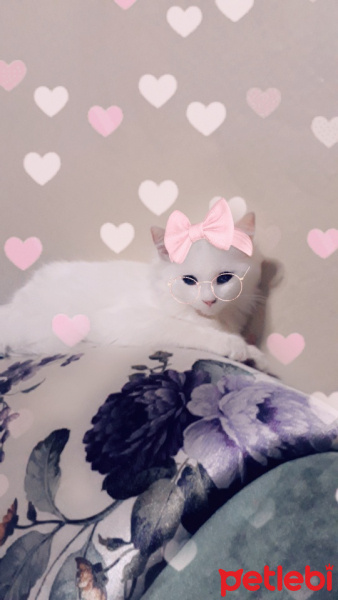 American Shorthair, Kedi  Betty ve büdü fotoğrafı