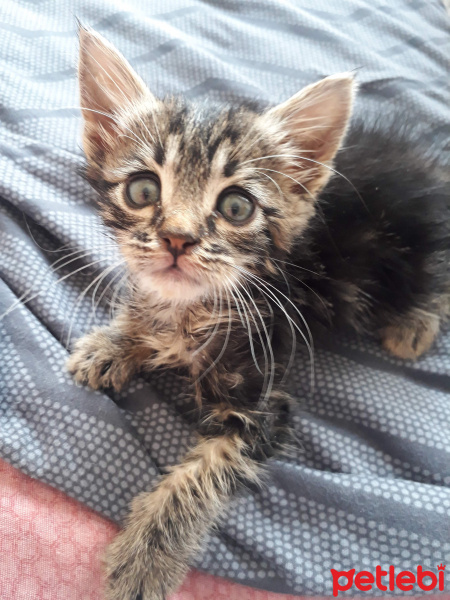 American Shorthair, Kedi  Betty ve büdü fotoğrafı