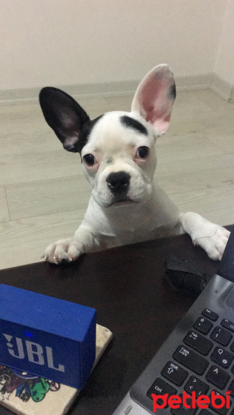 Fransız Bulldog, Köpek  Leo fotoğrafı