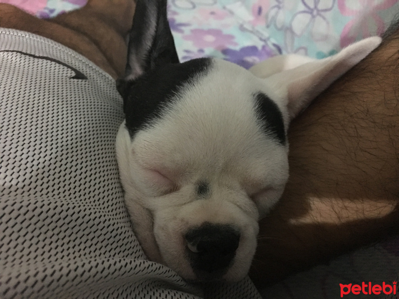 Fransız Bulldog, Köpek  Leo fotoğrafı