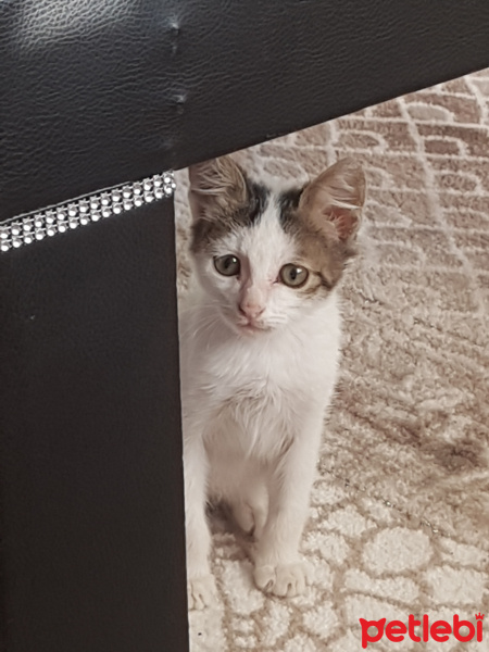 Tekir Kedi, Kedi  Adıhenüzyok fotoğrafı