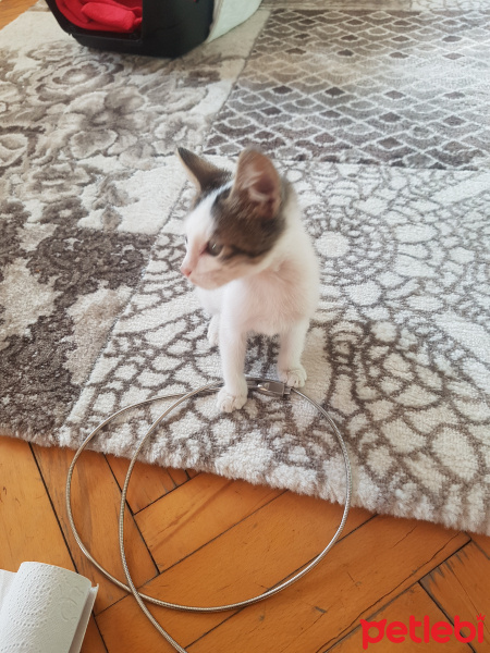 Tekir Kedi, Kedi  Adıhenüzyok fotoğrafı