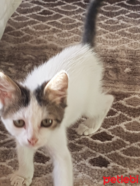 Tekir Kedi, Kedi  Adıhenüzyok fotoğrafı