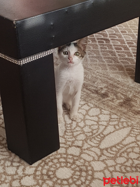 Tekir Kedi, Kedi  Adıhenüzyok fotoğrafı