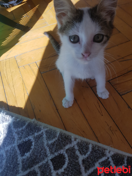 Tekir Kedi, Kedi  Adıhenüzyok fotoğrafı