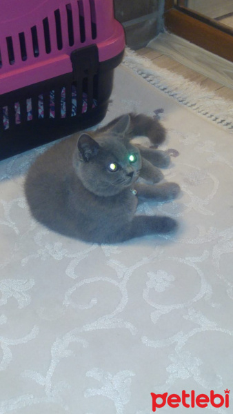 British Shorthair, Kedi  Arya fotoğrafı
