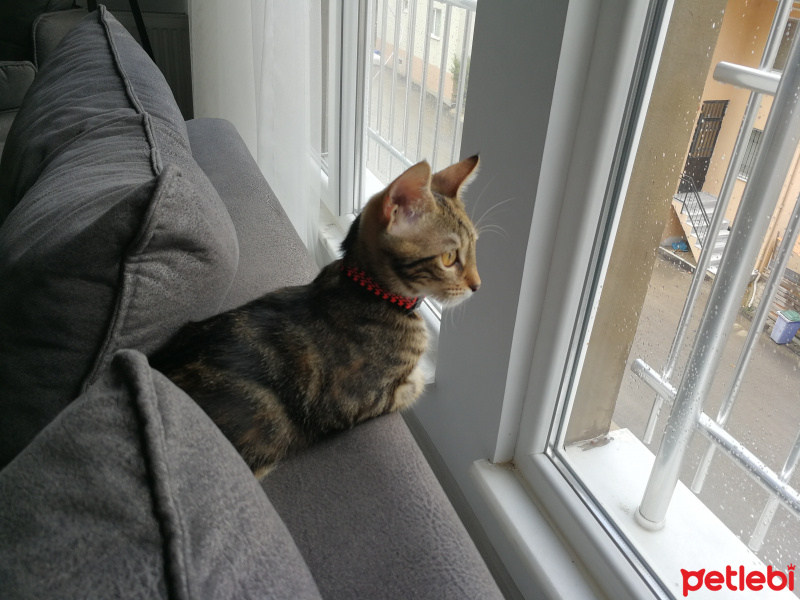 Tekir Kedi, Kedi  Mişa fotoğrafı