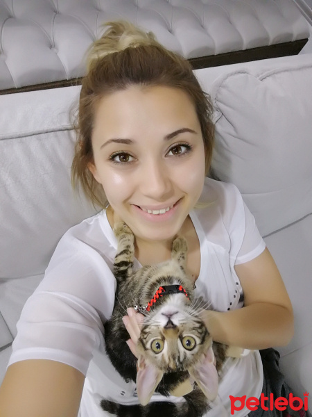 Tekir Kedi, Kedi  Mişa fotoğrafı